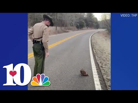 THP Knoxville trooper helps roadside owl fly to safety
