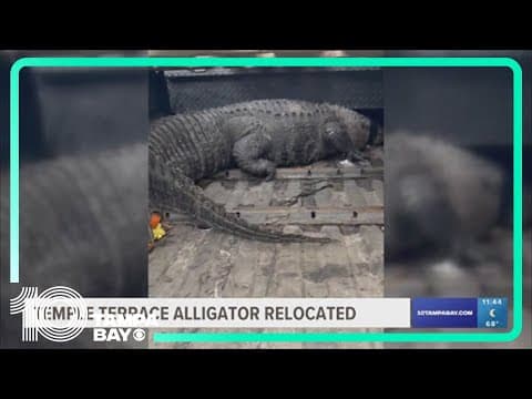 Massive gator gets new home at Tampa reptile farm