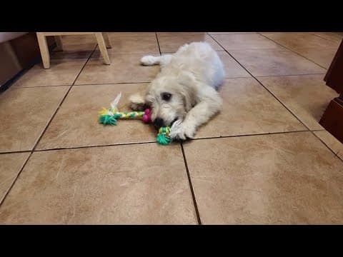 Cost of pet ownership on the rise