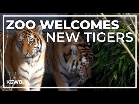 Oregon Zoo's new tigers explore their habitat