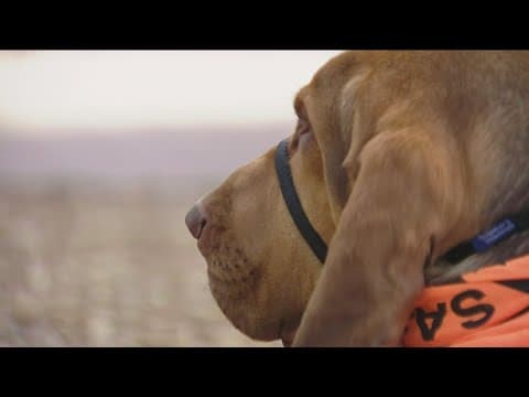 Meet Albert - San Diego County Sheriff's first bloodhound search and rescue dog