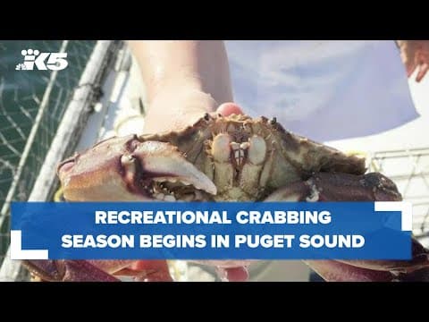 Recreational crabbing season begins in Puget Sound