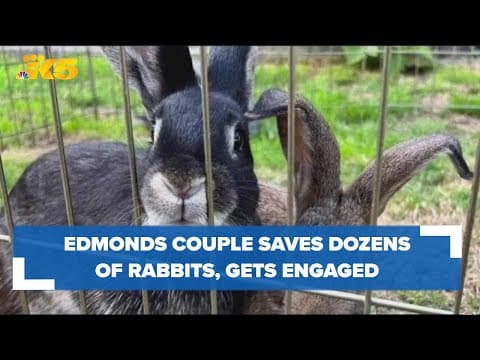 Edmonds couple gets engaged after saving 33 rabbits