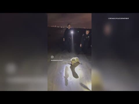 Baby sea lion 'Gobble' released back into the sea