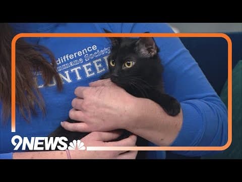 Petline9: Meet Ms. Peacock