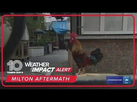 In Ybor City, hope after Milton sounds like chickens