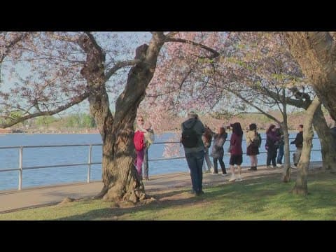 Dan Switzer talks about the history of the Cherry Blossom Festival