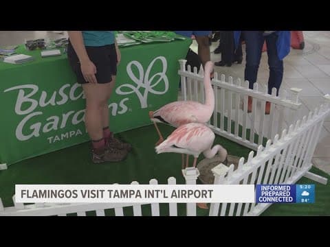 Flamingos flock to greet travelers at Tampa International Airport