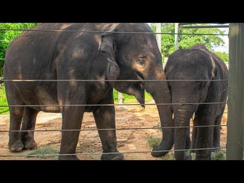 Shanti the elephant is pregnant, Houston Zoo announces