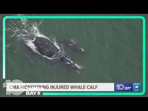 Endangered whale calf could have deadly injury, CMA says