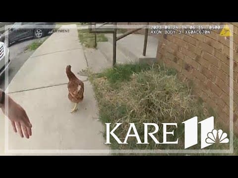 CHICKEN RUN: Police chase down fugitive fowl