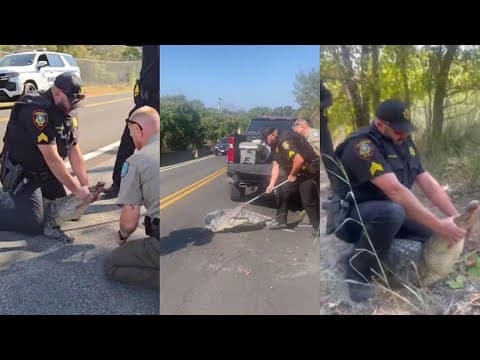 Deputies wrangle a gator, Big Boy coming to Fort Worth, State Fair of Texas plushie delivery