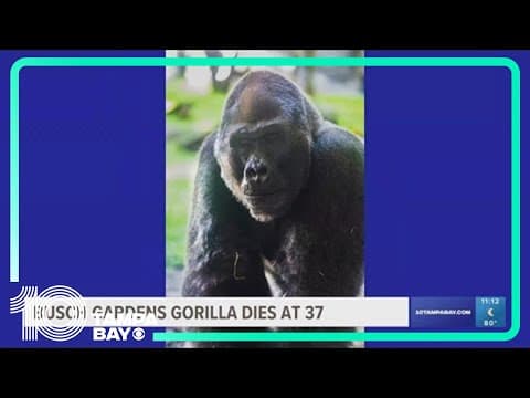 Busch Gardens' gorilla dies at 37 after getting sick