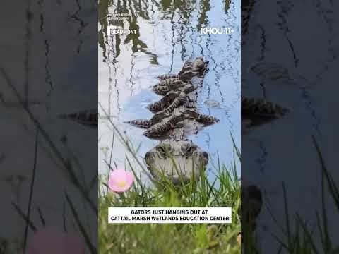 Gator family hanging out in Beaumont #shorts