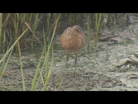 The Tijuana Estuary is home to many species of marine life, birds and plants