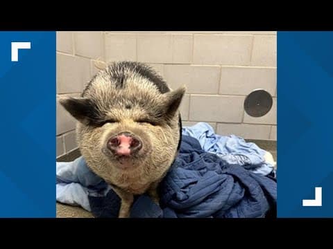 North Texas woman adopts Waddles the Pig