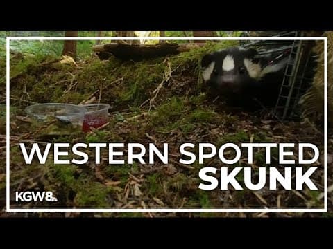 OSU researchers study western spotted skunk