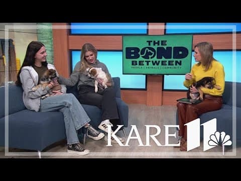 Keeping pets safe in extreme cold