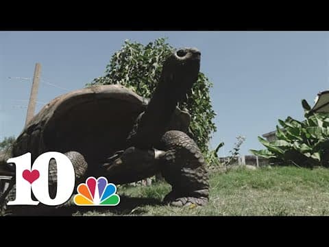 Zoo Knoxville celebrates 50 years with Big Al