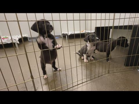 There's a puppy explosion happening at San Diego Humane Society
