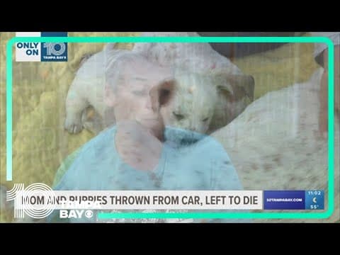 Florida rescue searches for owner after dog, her puppies thrown from a car and left to die