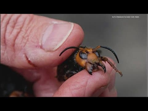 Invasive 'murder hornets' are now wiped out in the US
