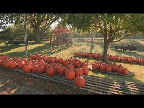 Central Ohio farmers hope to make up for pandemic losses with return of agritourism
