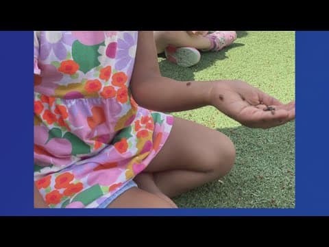 Preschool students in Woodbridge become ladybug experts