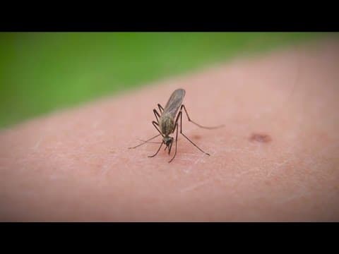 Mosquitos seem to be everywhere! What are the health risks?