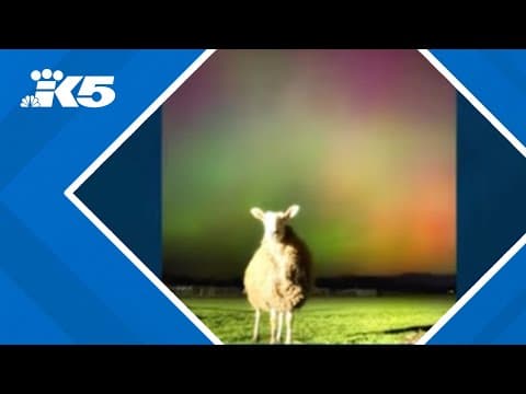 Rescue sheep, Jim the llama enjoy Northern Lights in Washington