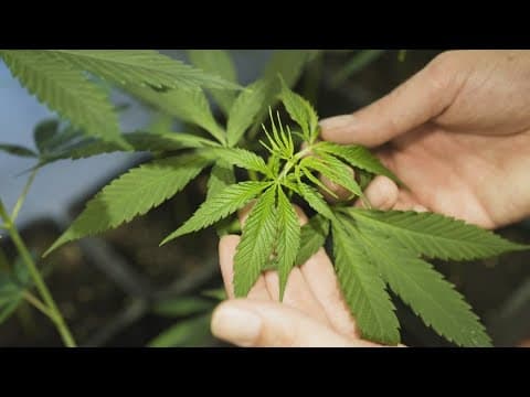 District Judge dismisses lawsuit from Texas AG Ken Paxton challenging marijuana decriminalization