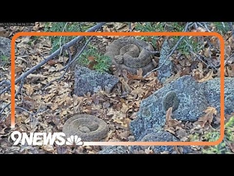 Log on to the 'Rattlecam' to watch Colorado's rattlesnake 'mega den'