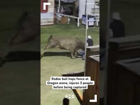 Rodeo bull hops fence at Oregon arena, injures 3 people before being captured