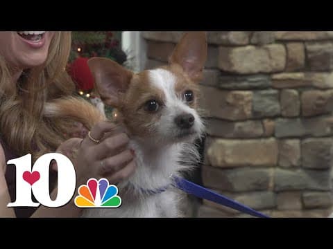 Pet of the Week: Giraffe