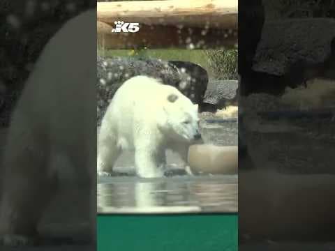 Beloved polar bear leaving Point Defiance Zoo