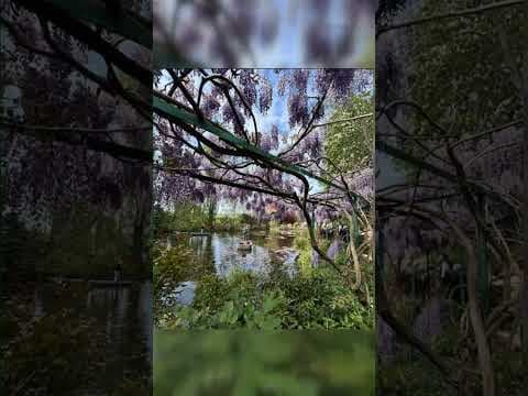 Bobby’s pictures of Monet’s gardens