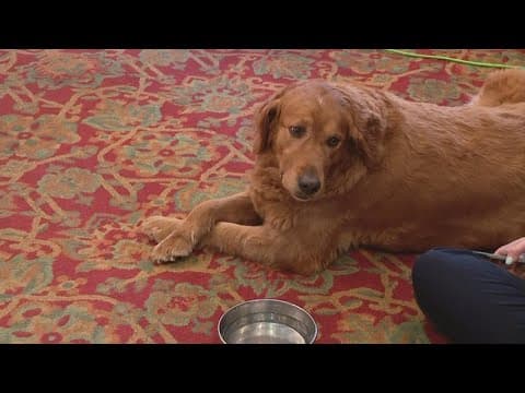 Murphy the therapy dog retires from senior living facility in Dublin
