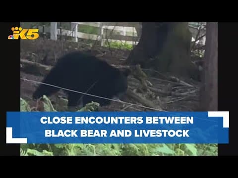 Neighbors on edge after close encounters between livestock and black bear near Bellevue
