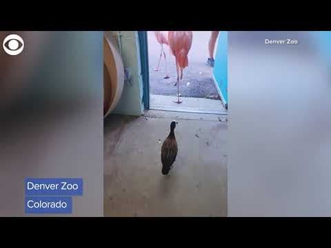 Duck joins flamingoes for walk through Denver Zoo