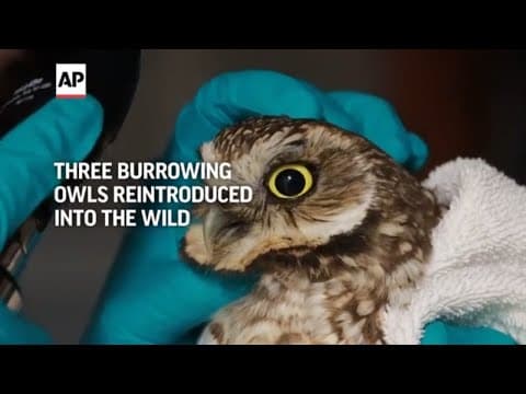 Three burrowing owls reintroduced into the wild