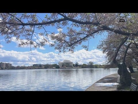 How you can help shape the future of the Tidal Basin