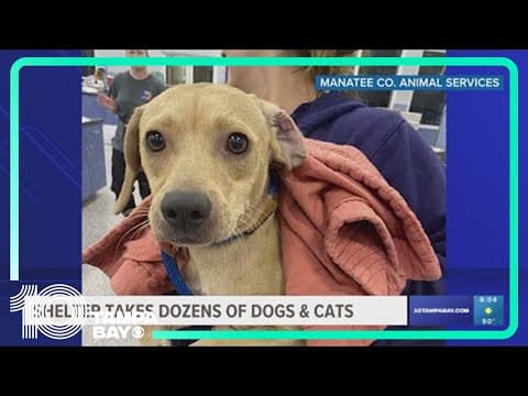 Missing your pet? It may be with Manatee County Animal Services