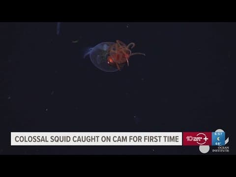 A colossal squid is caught on camera for the first time in the deep sea