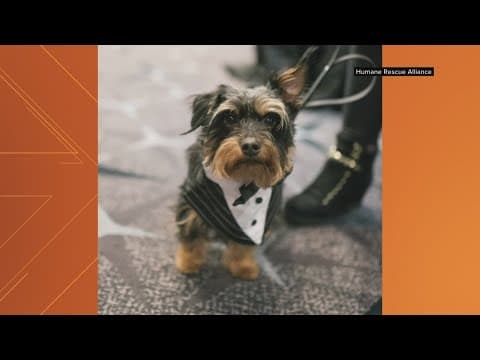 Get ready to howl for the annual Bark Ball!