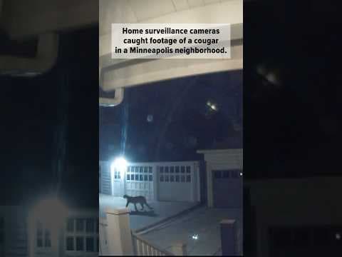 An unusual visitor was caught on camera in a Minneapolis neighborhood: a cougar on a cat walk!