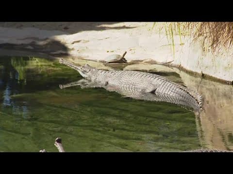Zoo Day | Meet the gharial