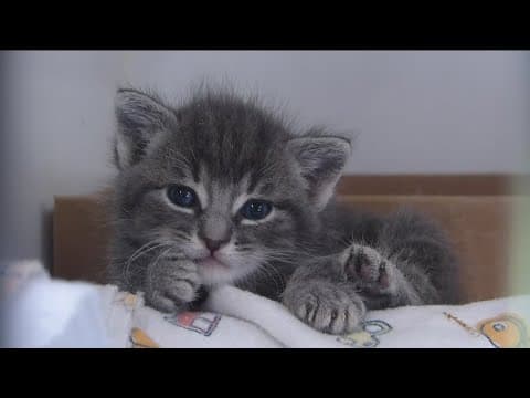 San Diego County animal shelters declare state of emergency