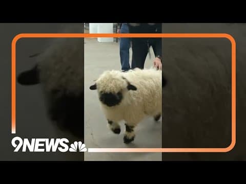 Valais Blacknose at the 2025 National Western Stock Show