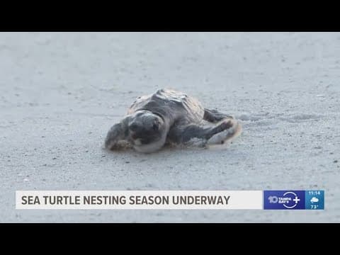 Sea turtle patrol begins on Anna Maria Island amid post-hurricane challenges