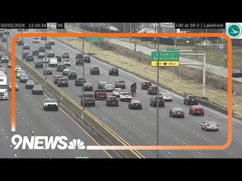 Horses Get Loose, Stop Traffic on Cleveland Highway